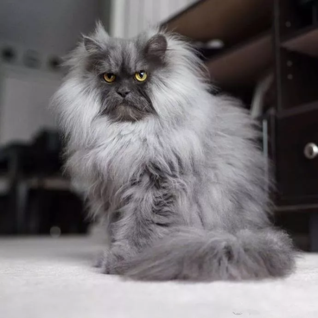 一只长相酷似鳌拜的猫咪,竟然已经有粉丝无数了?