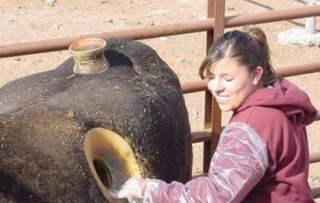 女孩在牛身上挖洞,将手伸进牛胃中摸索,众人却纷纷夸赞女孩聪明