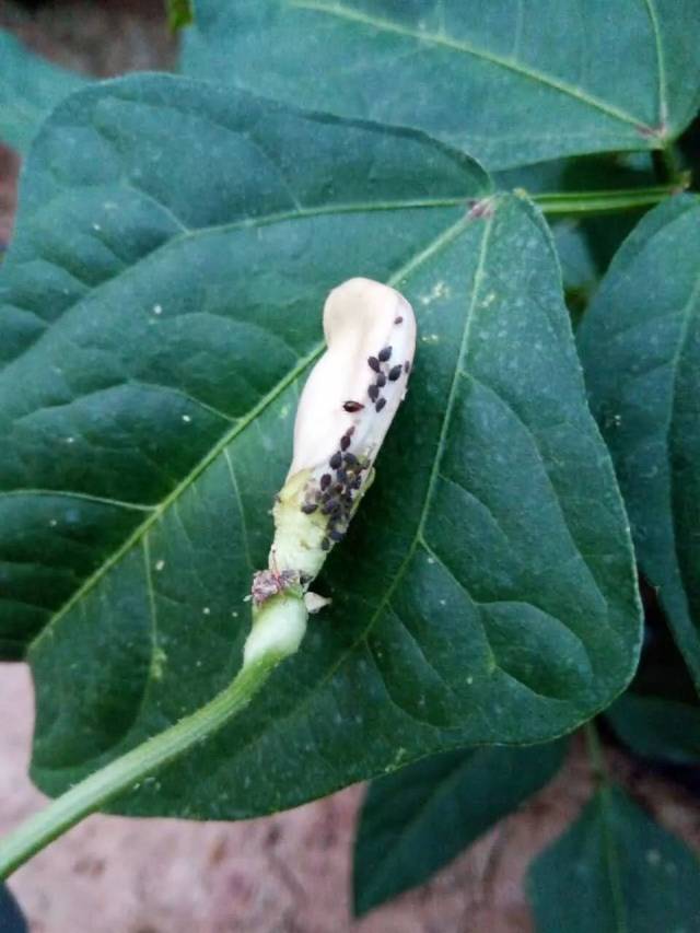 高温多雨虫害高峰期,豆角蚜虫防治有方法!