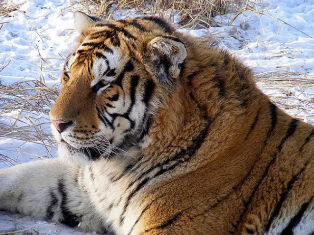 雪地中的4种猫科动物:雪豹尾巴最长,猞猁尾巴最短,东北虎最胖