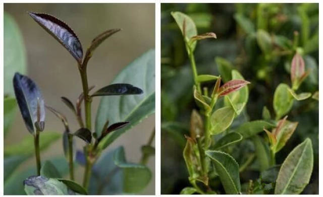 "原种六堡茶"与"桂青茶","桂青种" 可能是受到"广东茶客将广西茶统称