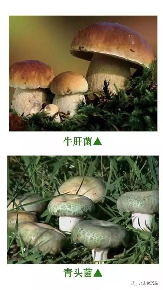 野生菌能不能吃,看图就知道