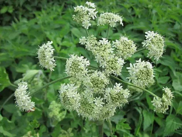 牛防风是本地植物,淡黄色花 ,茎更细一些.无毒无害.