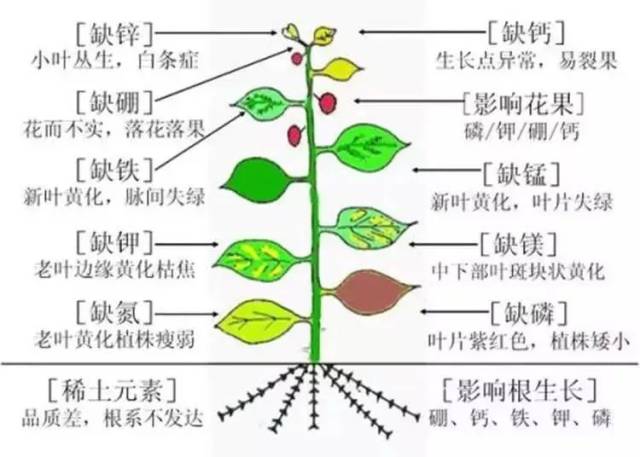 玉米缺锌,苗期表现为新芽白色,出现白化苗.