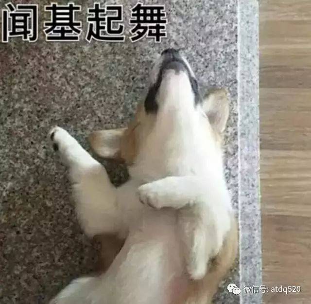 这是一组基情十足的狗狗表情包!