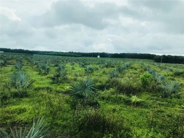 读图|苗乡行海南线第一日,湿地公园与热带植物