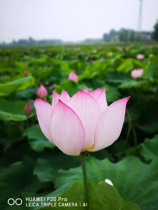 华为#P20影像成诗# 定格匆匆那年的美好