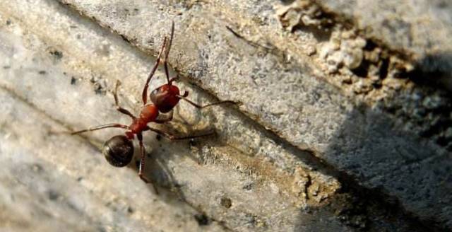 如果食蚁兽和食人蚁开战谁会赢?结果让你大跌