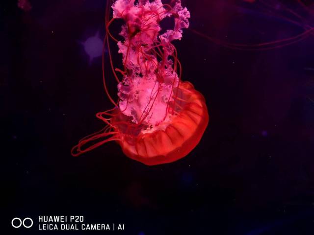 华为#P20影像成诗# 定格匆匆那年的美好