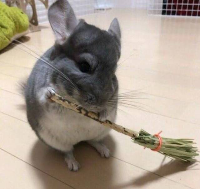 动物也搞笑:把这些粮食收拾收拾还能吃一个星期呢