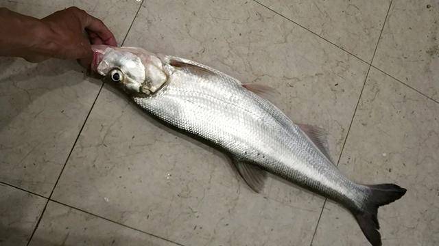 路亚翘嘴的黄金季节过了，再也路亚不上来这么大的翘嘴了!