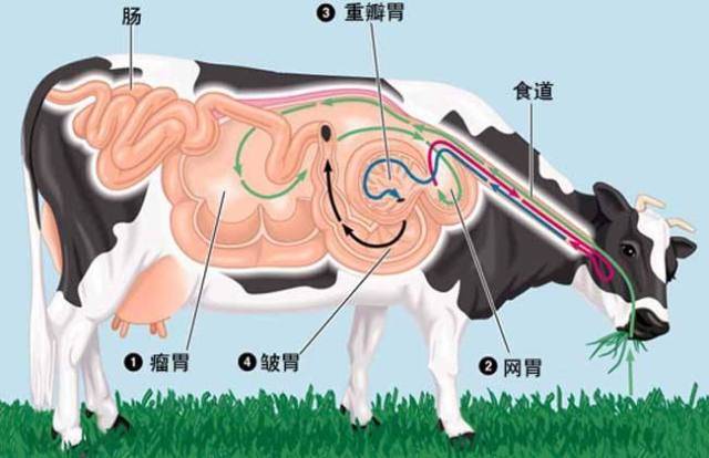 大家都晓得牛是反刍动物,有四个胃——瘤胃,网胃,瓣胃和皱胃.