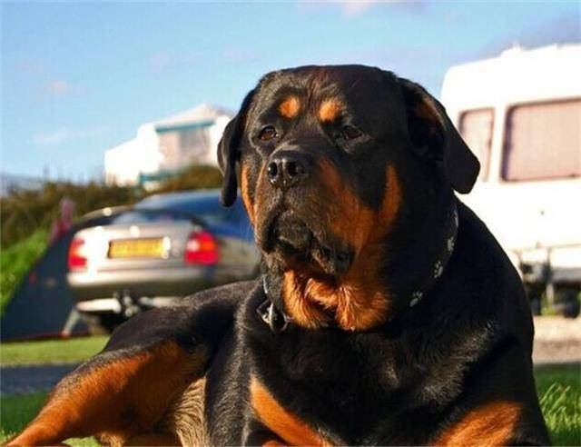 罗威纳,为什么被称为"最经典家庭护卫犬"?很简单就5点