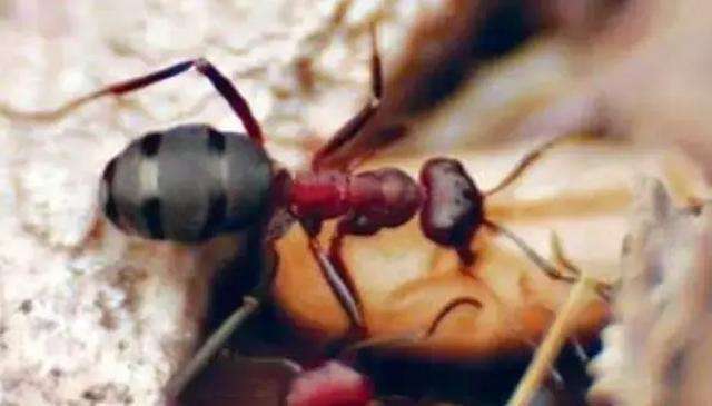食人蚂蚁被人当成宠物饲养, 这几种宠物蚁, 最便宜的也要5000元!