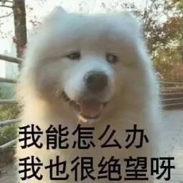 怎么才能让小狗跟我们握手 098633d0a9cf4f3dbc1404940cca027f.jpeg