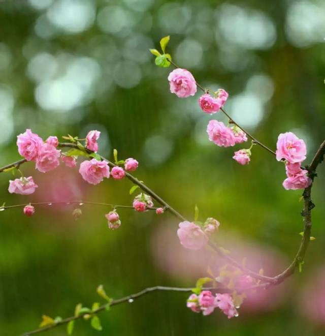 一首桃花