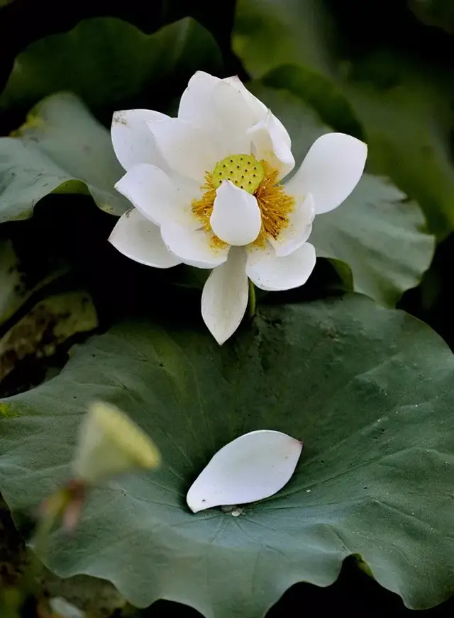 洁身自好