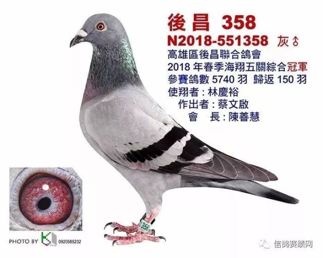 【多图】王者风采,18年台湾春季冠军鸽合集