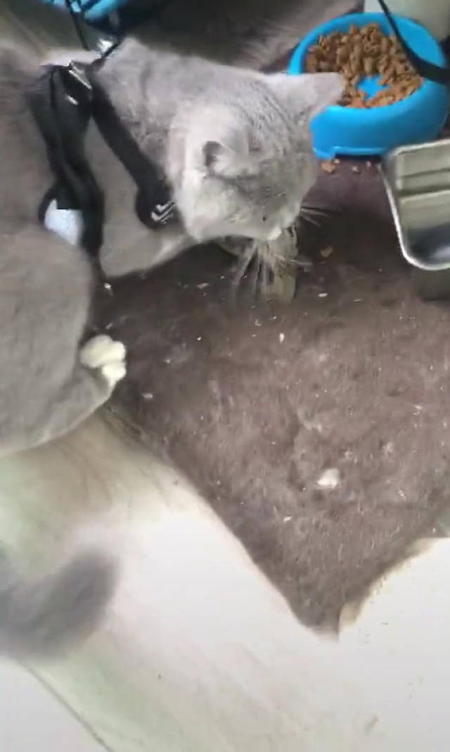 不过就在前几天,网友在厨房做饭呢,突然听到猫咪的叫声,他就知道这猫