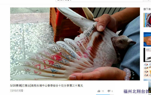 【台鸽图集】整理一批见过的台鸽印章对应鸽会