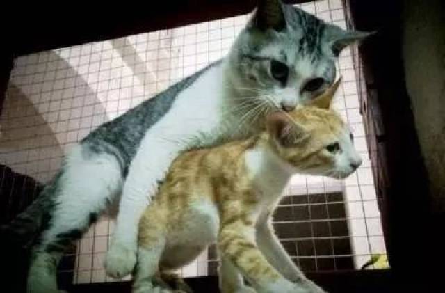 猫咪叼着小猫跳到围墙上,好厉害的样子