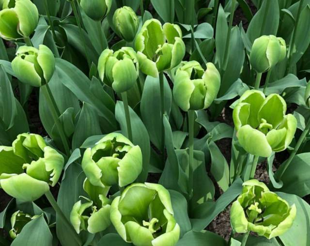 郁金香的绿花型(viridiflora),花为绿色,花瓣脊为绿色或者绿色条纹.