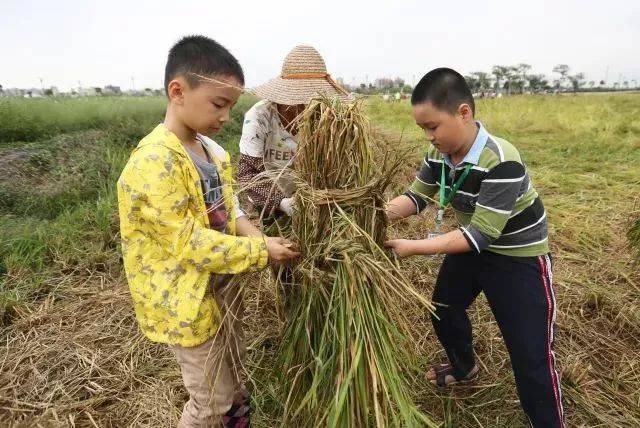 【丰收节】割稻谷抓鱼扎稻草人搓草绳磨米桨,快来参与