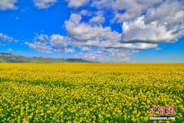 甘肃山丹马场油菜花开 遍地金黄