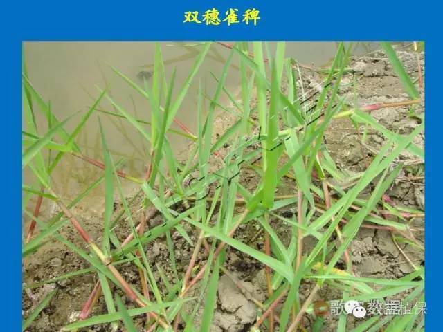 水田使用除草剂为何要先排水后回水?63种水稻田杂草都