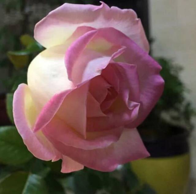 苗圃道路的规划(图1) 苗圃道路的规划(图1)