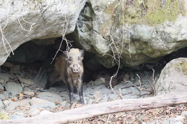 野猪,你们都低估了它的智商_手机搜狐网