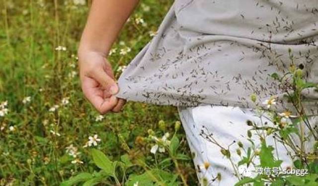 凉茶植物:鬼针草