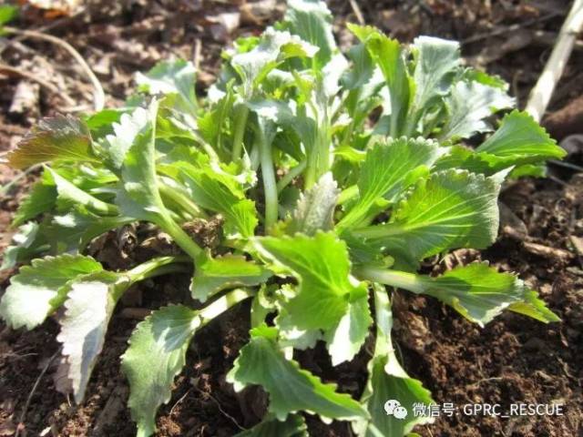 【户外知识】中国常见野菜及其食用-(106)山生菜