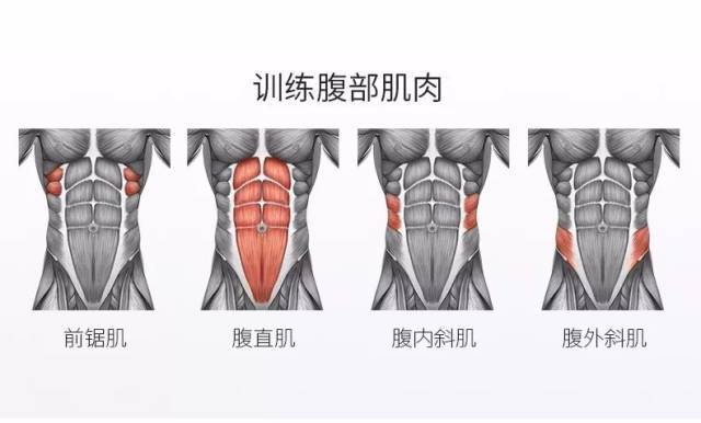 被遗忘的健腹神器,“滚出”八块腹肌!