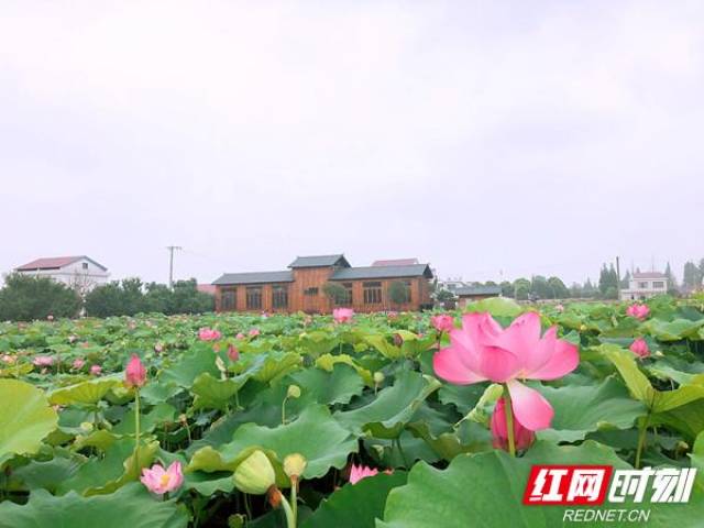 安乡县仙桃村的荷塘里正绽开的荷花.