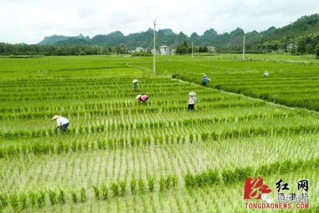 村民们正抢抓有利天气,为基地里的水稻进行人工锄草.