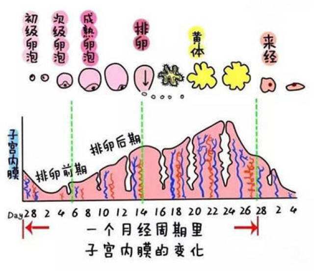 黄体期是什么时候?