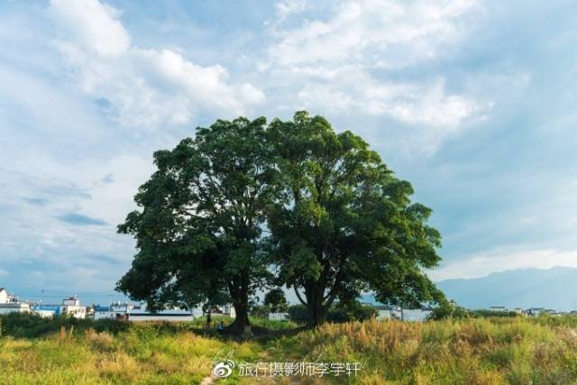 喜洲附近有名的夫妻树,现在被铁网围起来了,以前也是拍婚纱照的肯定要