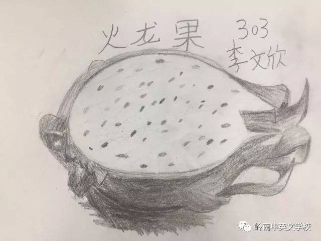 素描火龙果          