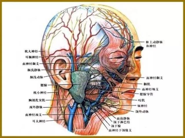 干货| 面部解剖中的面神经周围支