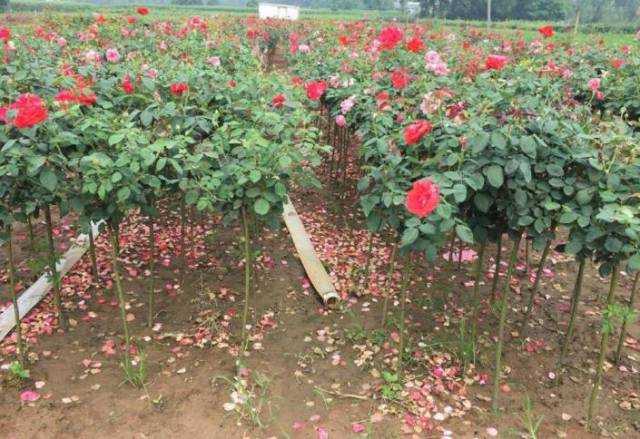 打造一流月季景观展示区(图1) 打造一流月季景观展示区(图1)