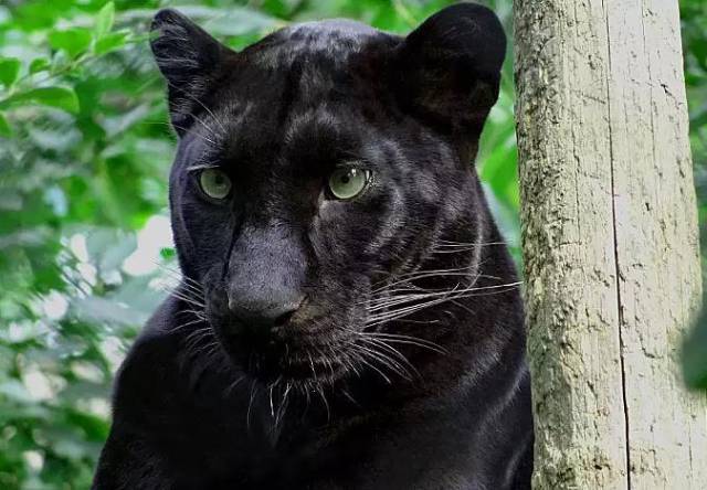 黑豹最威风,黑化薮猫像精灵 猫科动物中有不少发生白色变异(也叫白化)