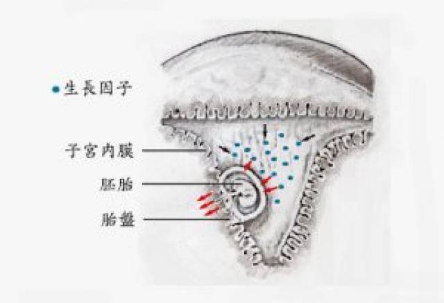 1.子宫内部环境