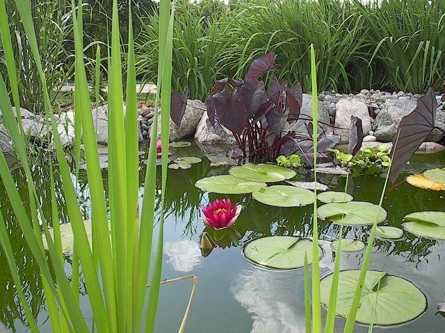 花园池塘里该种植什么水生植物哪些是你最喜欢的