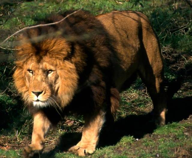 巴巴里狮子,曾经存在非洲北部区域的一种狮子,这种美丽的狮子被认为