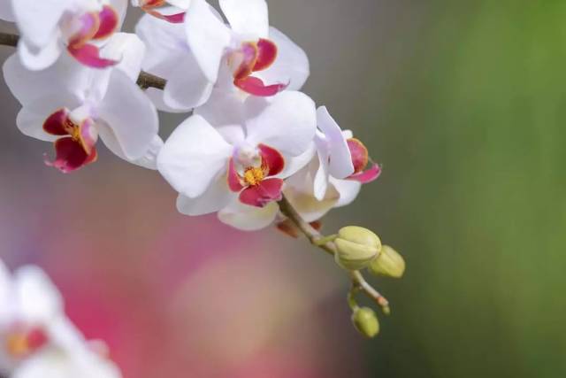 正能量句子:懂得感恩,你会发现原来自己周围的