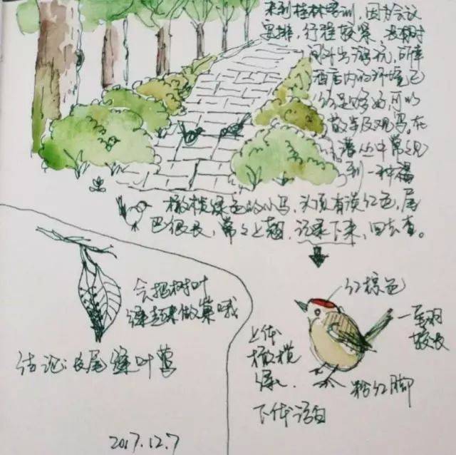 关于植物自然笔记作品_手绘