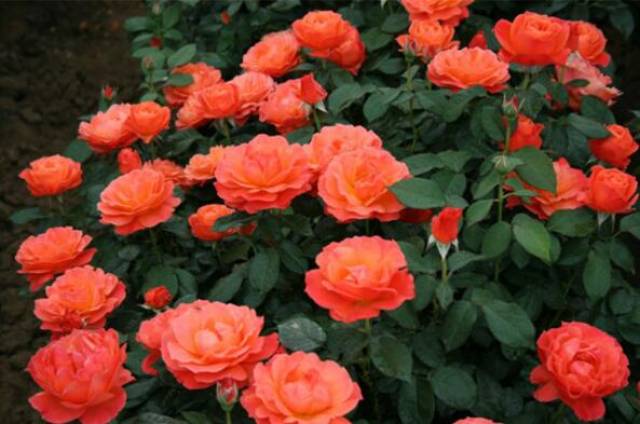 生物菌肥料的优点(图1) 生物菌肥料的优点(图1)