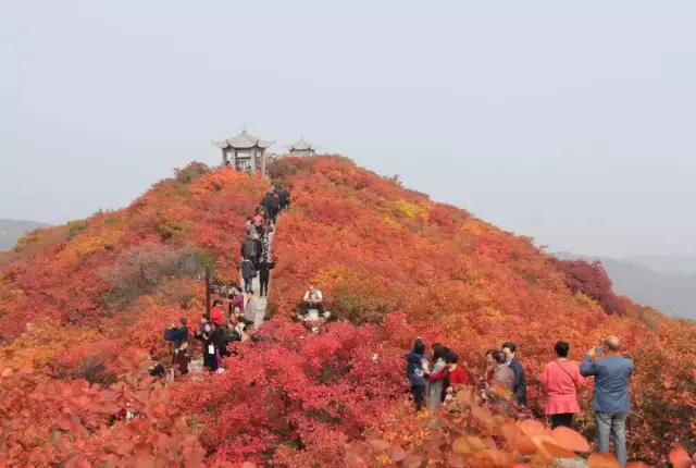 看河南巩义长寿山 如何打造中原名镇魅力竹林!