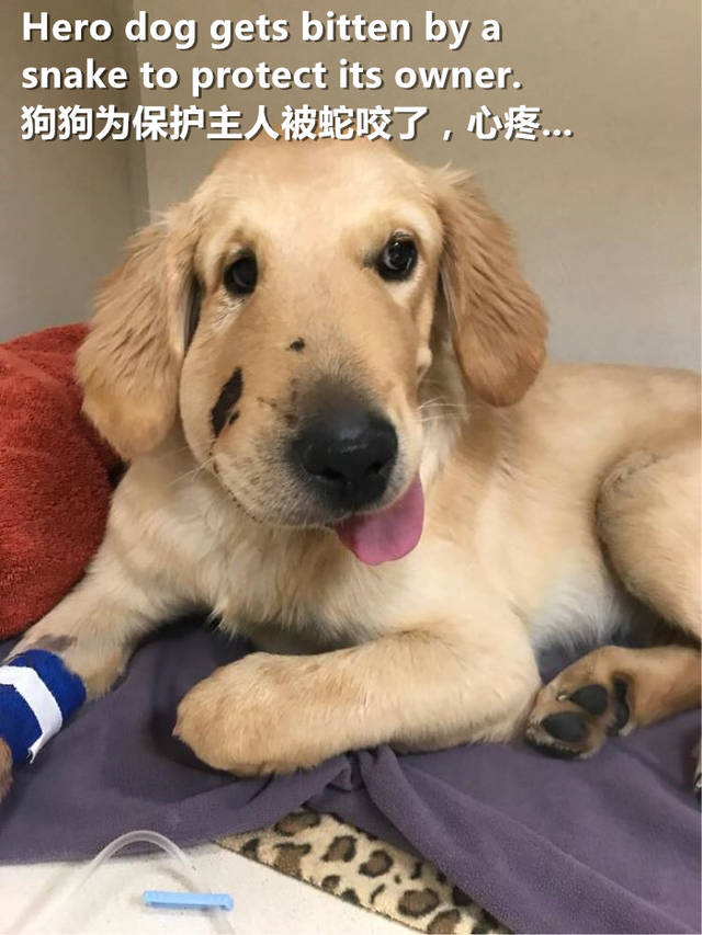 泰迪犬是叫做teddy dog吗?加入狗狗英文大派对,寻找你